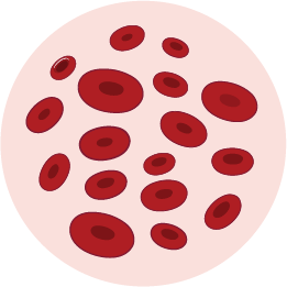 幹細胞抽出・培養